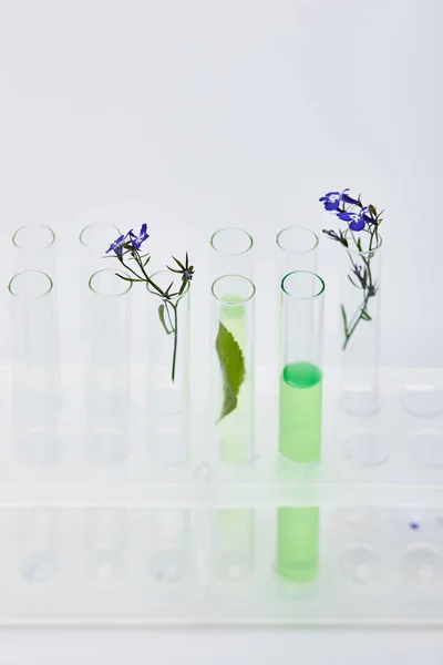 Glazen Reageerbuizen Met Vloeistof Buurt Van Wit Geïsoleerde Planten — Stockfoto