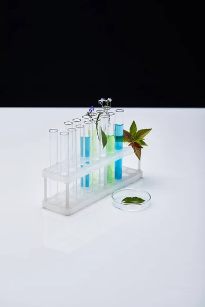 Glass Test Tubes Liquid Plants White Table Isolated Black — Stock Photo, Image