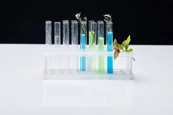 glass test tubes with liquid near plants on white table isolated on black