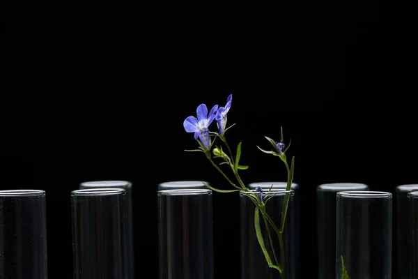 Szklane Probówki Fioletową Rośliną Izolowaną Czarno — Zdjęcie stockowe