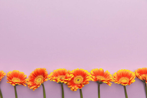top view of orange gerbera flowers on violet background with copy space