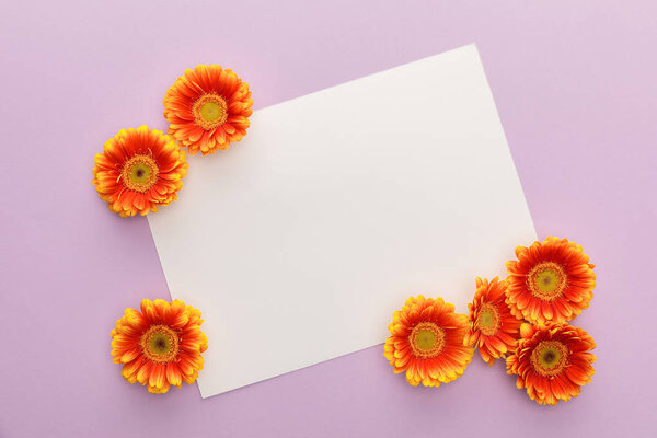 top view of orange gerbera flowers and white blank paper on violet background