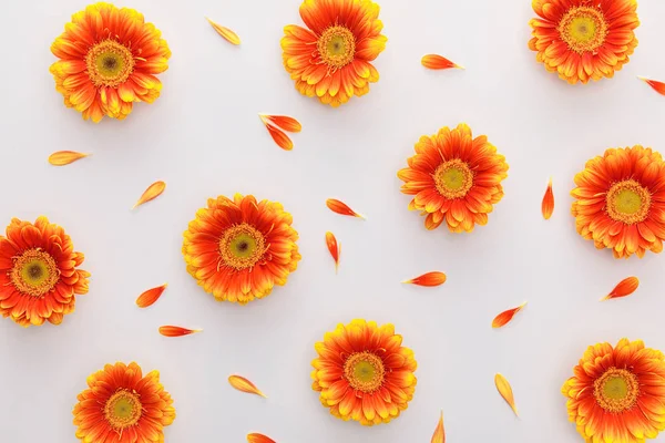 Vista Superior Flores Gerberas Naranjas Con Pétalos Sobre Fondo Blanco — Foto de Stock