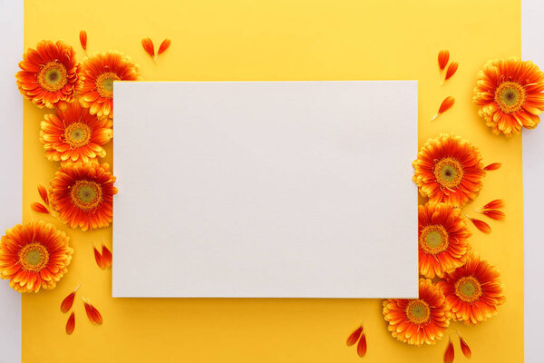 top view of orange gerbera flowers with petals and white blank card on yellow background
