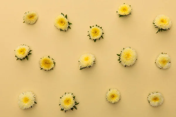 Top View Yellow Asters Beige Background Copy Space — Stock Photo, Image