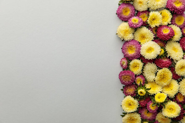 верхний вид желтого и фиолетового астеров на белом фоне с копировальным пространством
