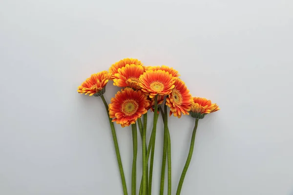 Vista Dall Alto Fiori Gerbera Arancione Sfondo Bianco Con Spazio — Foto Stock