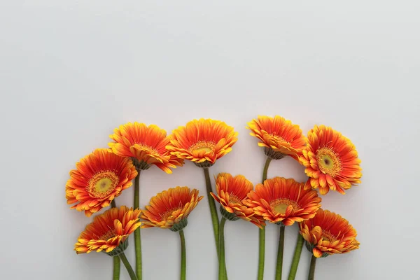 Draufsicht Auf Orangefarbene Gerbera Blumen Auf Weißem Hintergrund Mit Kopierraum — Stockfoto