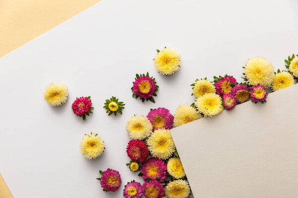 вид сверху на желтый и фиолетовый астеры с чистой бумагой на белом и желтом фоне
