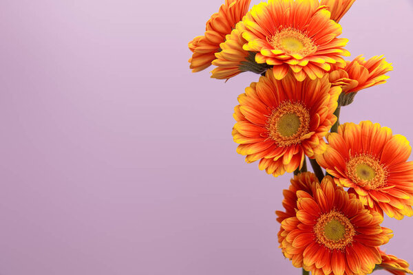 orange gerbera flowers on violet background with copy space