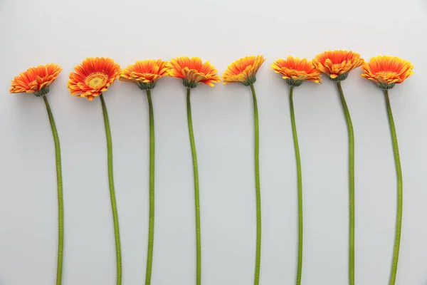 Bovenaanzicht Van Oranje Gerbera Bloemen Witte Achtergrond — Stockfoto