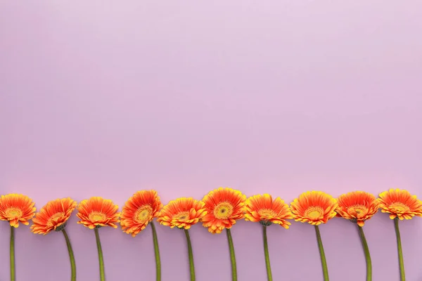 Vista Dall Alto Fiori Gerbera Arancione Sfondo Viola Con Spazio — Foto Stock