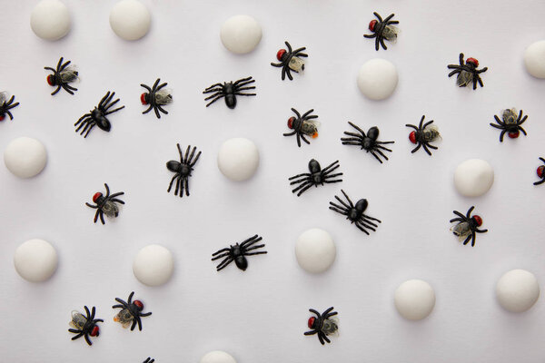 top view of flies and spiders on white background, Halloween decoration