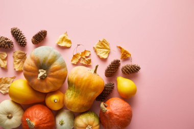 Pembe arkaplanda renkli balkabakları ve sonbahar dekoru