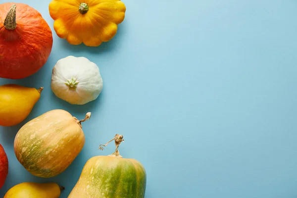 Calabazas Colores Enteros Maduros Sobre Fondo Azul Con Espacio Copia — Foto de Stock