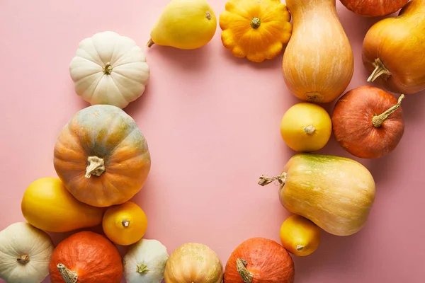 Ripe Whole Colorful Pumpkins Pink Background Copy Space — Stock Photo, Image