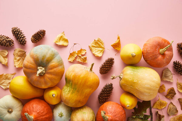 ripe whole colorful pumpkins and autumnal decor on pink background with copy space
