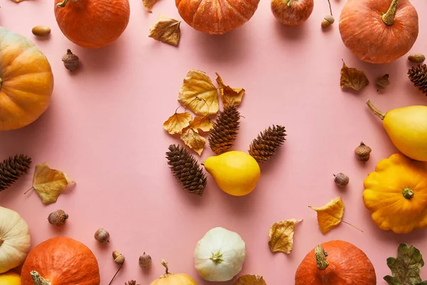 完熟した全体のカラフルなカボチャとピンクの背景の秋の装飾 — ストック写真