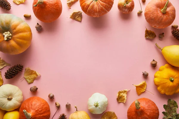 Rijpe Hele Kleurrijke Pompoenen Herfstdecor Roze Achtergrond Met Kopieerruimte — Stockfoto