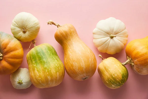 Rijpe Hele Kleurrijke Pompoenen Roze Achtergrond — Stockfoto