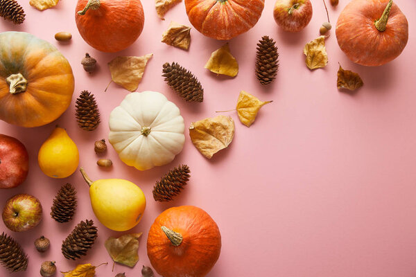 ripe whole colorful pumpkins and autumnal decor on pink background with copy space