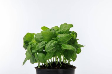 fresh green basil growing in flowerpot isolated on white clipart