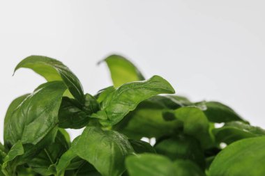 close up view of green fresh basil leaves isolated on white clipart