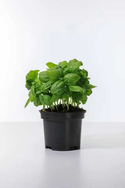 Fresh Green Basil Growing Flowerpot Isolated White — Stock Photo, Image