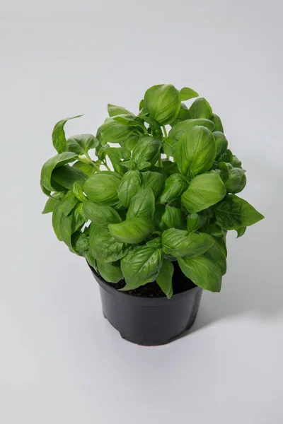 Fresh Green Basil Growing Flowerpot White Background — Stock Photo, Image