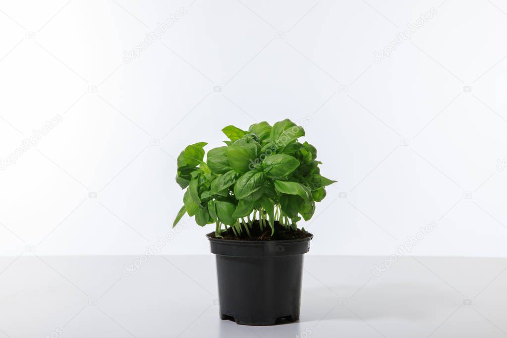 fresh green basil growing in flowerpot isolated on white