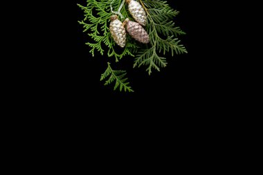 top view of shiny golden Christmas cones on green thuja branches isolated on black clipart