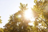 slunce, stromy se žlutými a zelenými listy v podzimním parku ve dne 