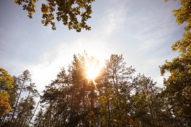 Güneş, sarı ve yeşil yapraklı ağaçlar güz parkında 