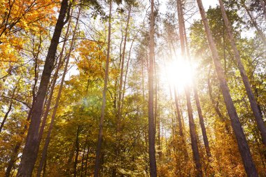 Güneş, sarı ve yeşil yapraklı ağaçlar güz parkında 