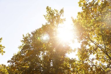 Güneş, sarı ve yeşil yapraklı ağaçlar güz parkında 