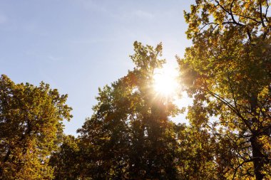 Güneş, sarı ve yeşil yapraklı ağaçlar güz parkında 