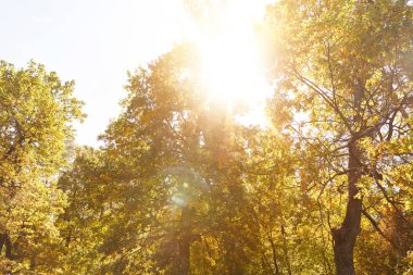 Güneş, sarı ve yeşil yapraklı ağaçlar güz parkında 