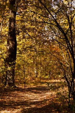 Sonbahar parkında sarı ve yeşil yapraklı ağaçlar 
