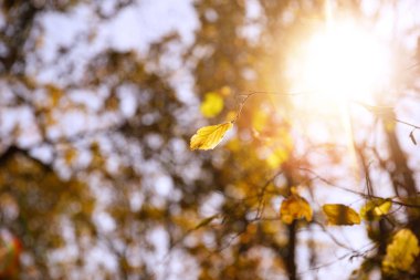 Sonbahar parkında sarı yapraklı ve güneşli ağaçların seçici odağı 