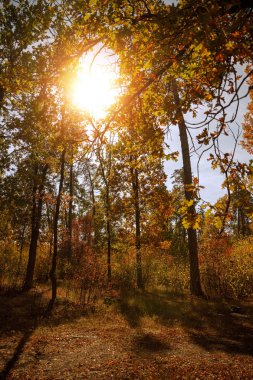 Güneş, sarı ve yeşil yapraklı ağaçlar güz parkında 