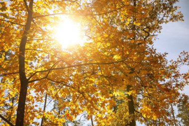 Sonbahar parkında gün ışığında sarı ağaçlar ve güneş 