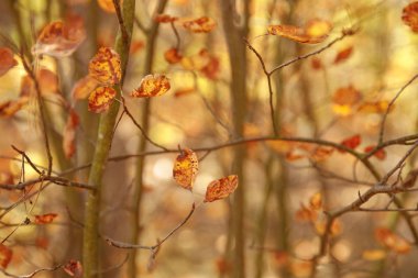 selective focus of trees with yellow leaves in autumnal park at day  clipart