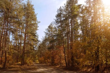 Güneş, sarı ve yeşil yapraklı ağaçlar güz parkında 