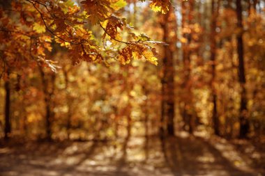 selective focus of trees with yellow and dry leaves in autumnal park at day  clipart