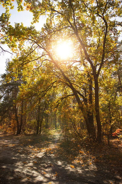 sun, trees with yellow and green leaves in autumnal park at day 