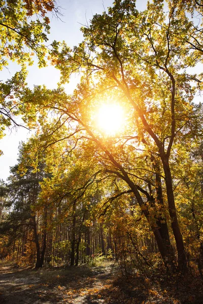 sun, trees with yellow and green leaves in autumnal park at day 