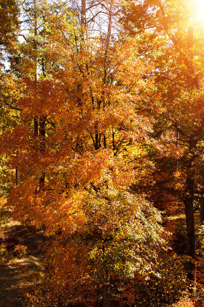 sun, trees with yellow and green leaves in autumnal park at day 