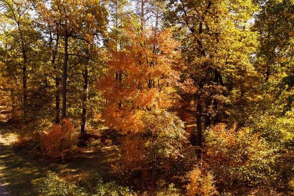 Δέντρα Κίτρινα Και Πράσινα Φύλλα Στο Φθινοπωρινό Πάρκο Την Ημέρα — Φωτογραφία Αρχείου