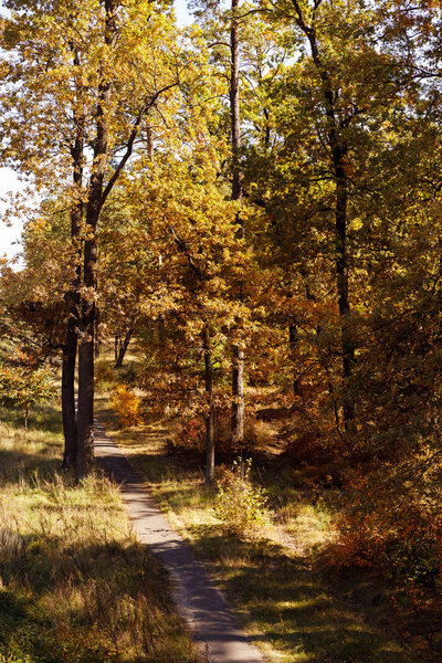 trees with yellow and green leaves in autumnal park at day 