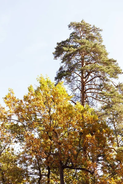 秋の公園には黄色と緑色の葉を持つ木があり — ストック写真